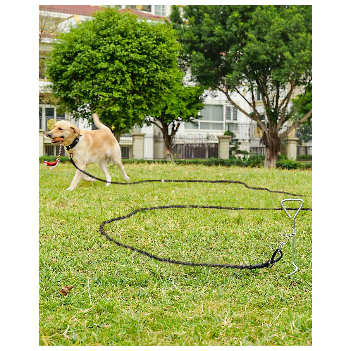 Adjustable Dog Training Leash with Removable Padded Handle and Double Hook - Ideal for Obedience and Outdoor Activities