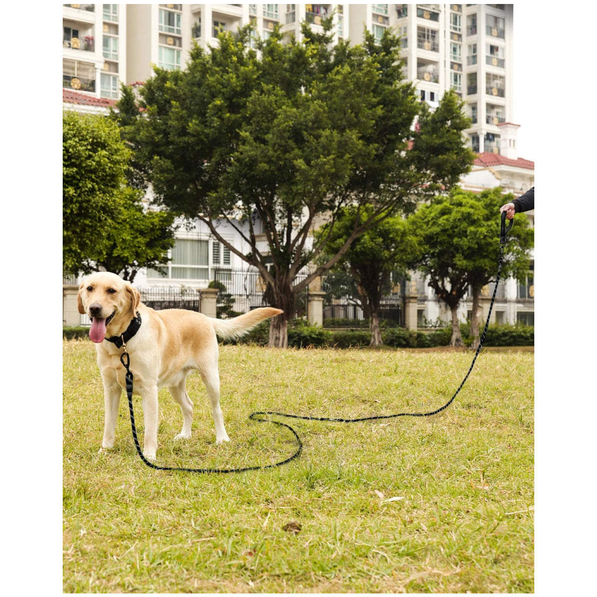 Adjustable Dog Training Leash with Removable Padded Handle and Double Hook - Ideal for Obedience and Outdoor Activities