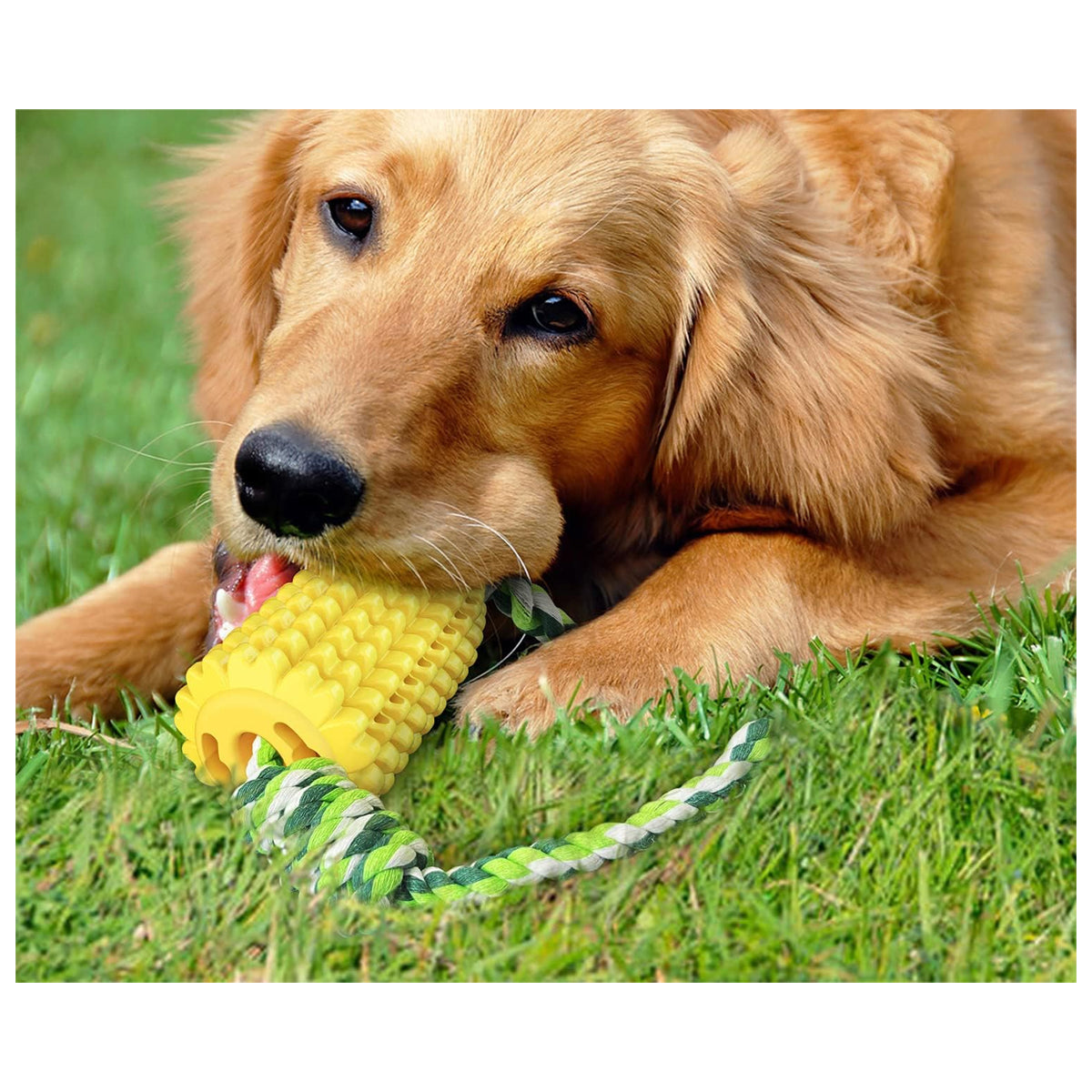 Dog Chew Toys, Puppy Toothbrush Clean Teeth Interactive Corn Toys